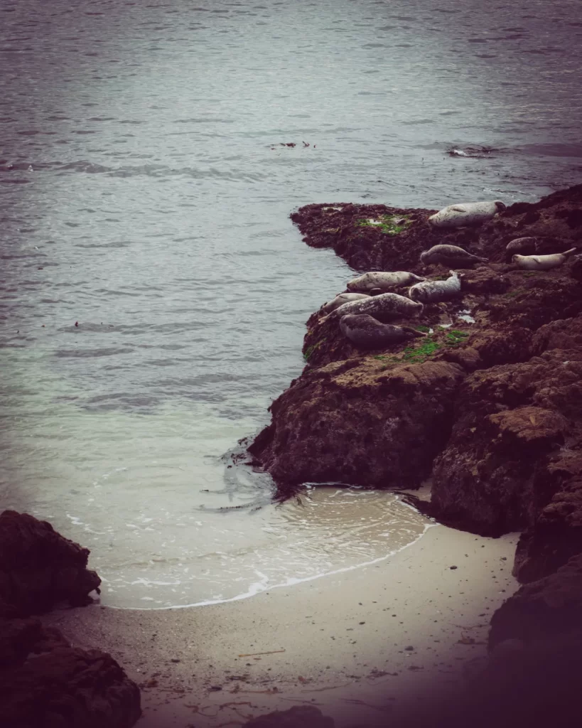 View at Point Lobos State Park