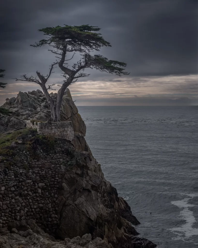 cypress tree