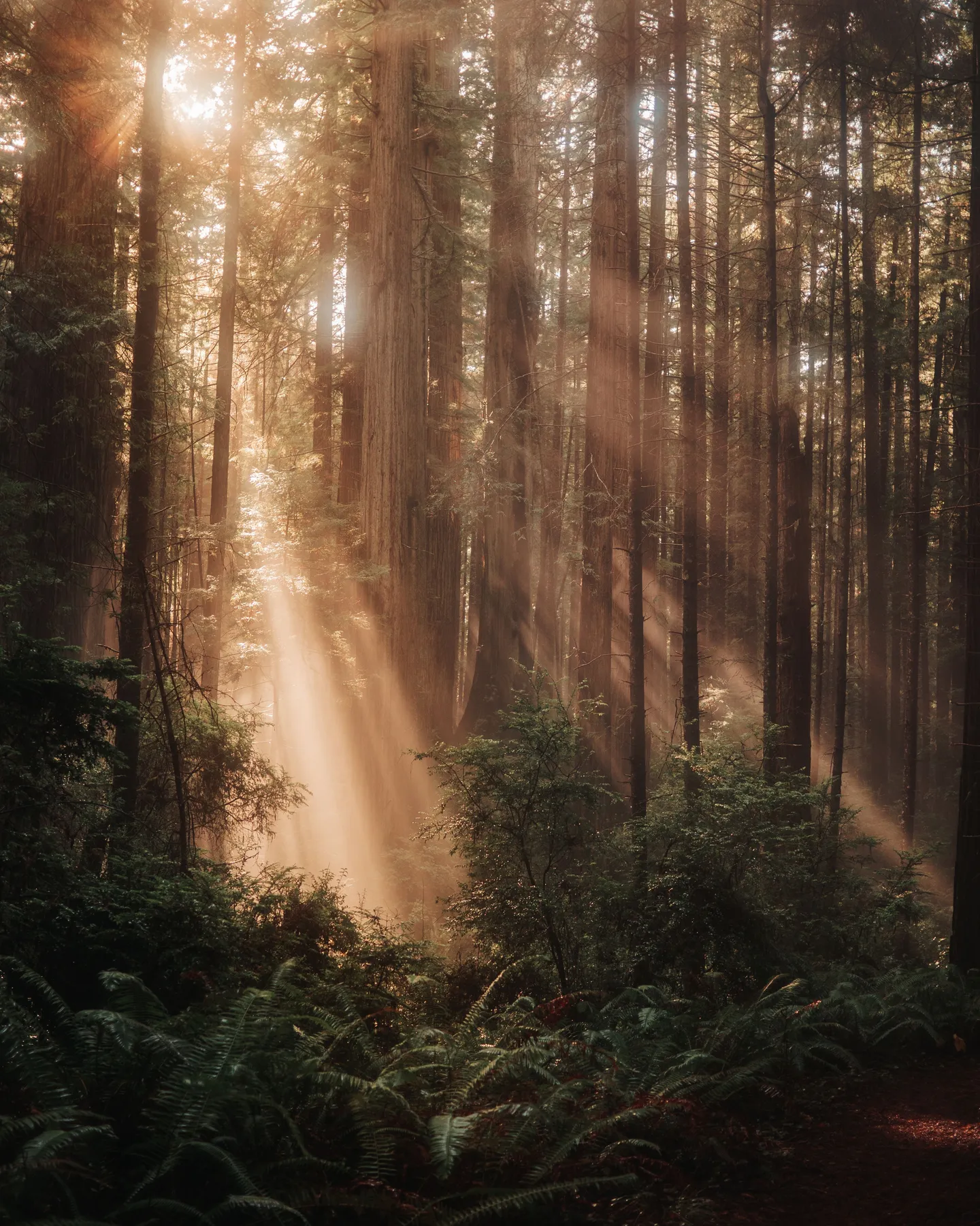 Get Lost in Nature’s Majesty: The Ultimate Guide to Redwood National Park