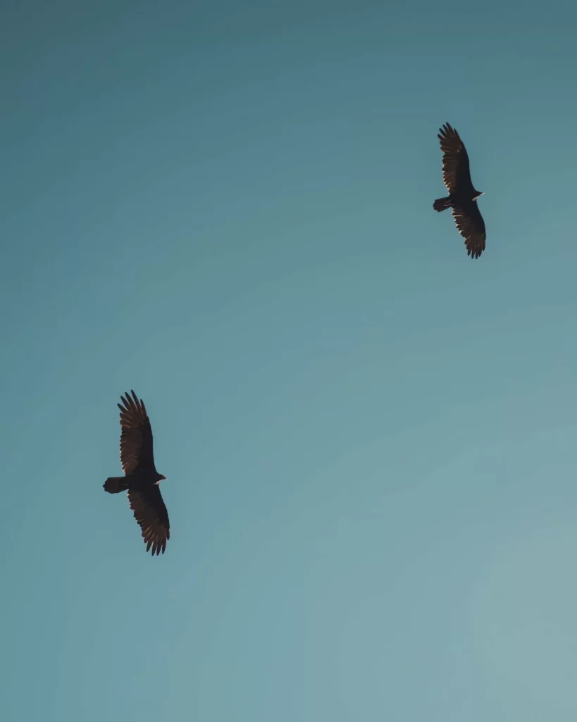 Turkey Vultures Flying Above Pinnacles National Park