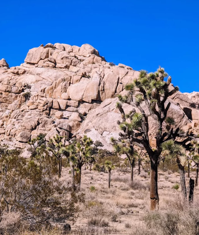 Joshua Tree National Park: A Guide To Unforgettable Hiking