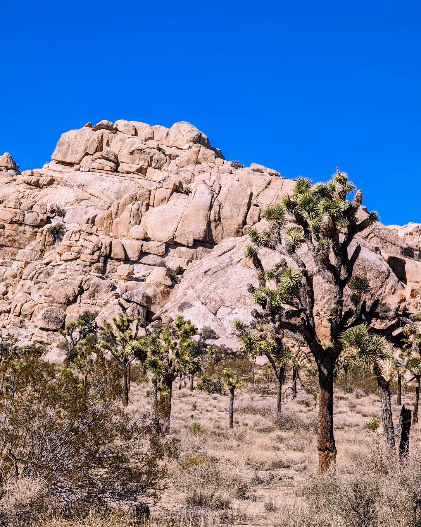 Joshua Tree National Park: A Guide To Unforgettable Hiking