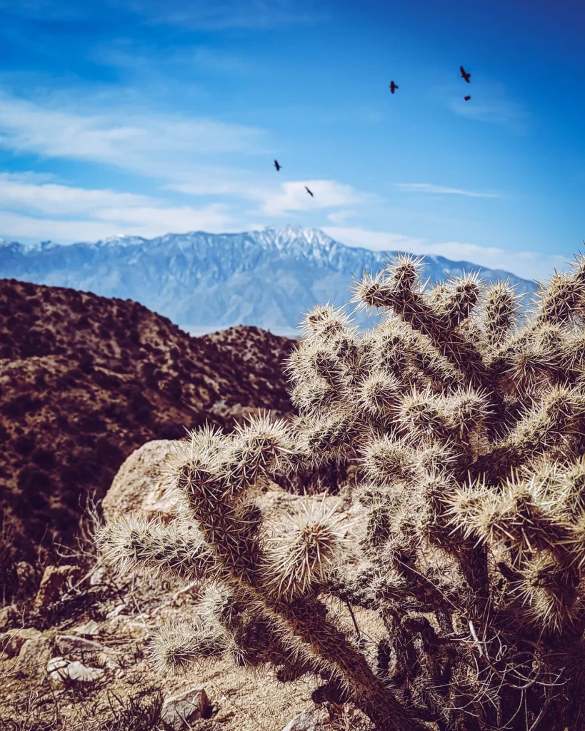 Cholla Cactus with mountain in background in Joshua Tree National Park