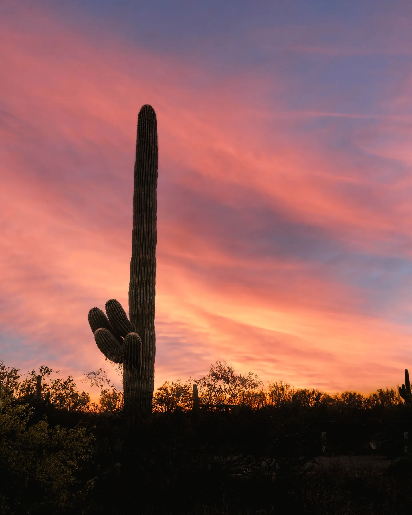 An Epic Guide to Saguaro National Park: Hiking Among Giants